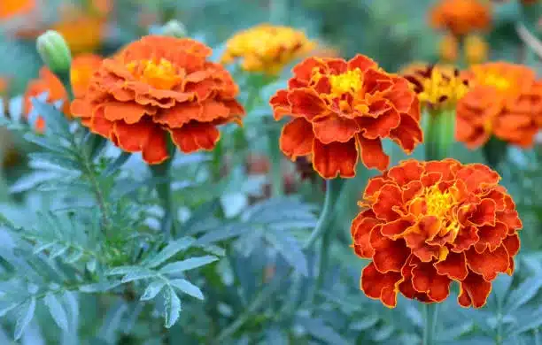 Orange yellow French marigold or Tagetes patula flower on a blurred garden background. These are great affordable flowering plants.