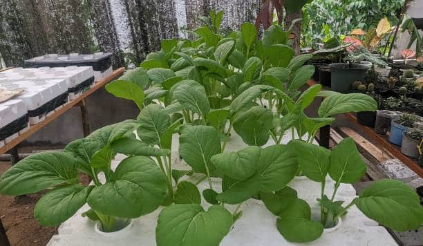 Growing vegetables with a hydroponic system using styrofoam.