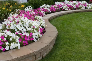 Pink and White Petunias on the flower bed along with the grass