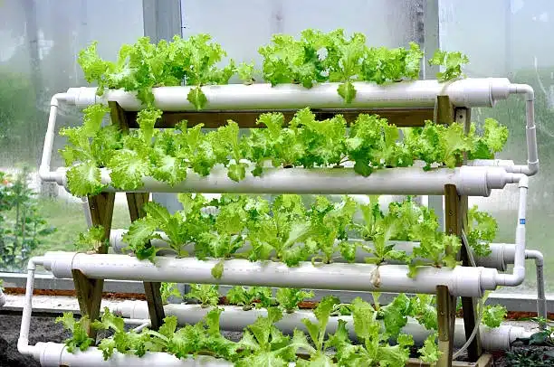 Modern agriculture of vegetable green house indoor