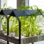 Indoor hydroponic garden at home growing kankung plants