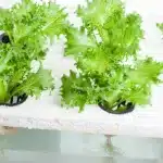 lettuces-grown-with-kratky-method