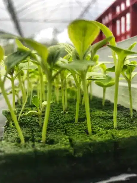 Fresh lettuce grown on plantation as hydroponics system in the greenhouse