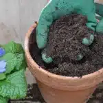 gloved hand holding loam over a flower pot