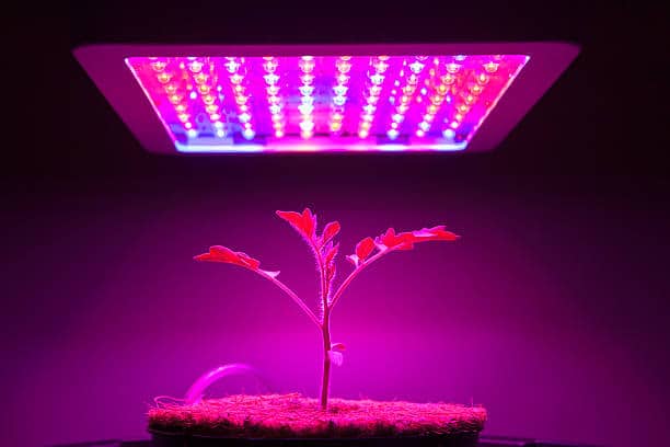 young tomato plant under LED grow light, closeup view