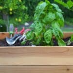 Short haired young woman gardening at her raised planter box.