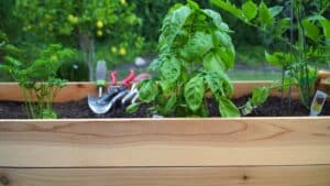 Short haired young woman gardening at her raised planter box.